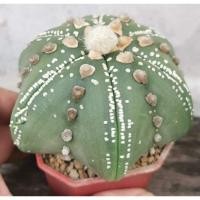 ราคา แอสโตรไฟตั้ม ต้น #แคสตัส castus​ astrophytum แอสโตร แอสโตร​ไ​ฟตั้​ม แอสโตรไฟตัม กระบองเพชร แอสโตรวี super (11769900695)
