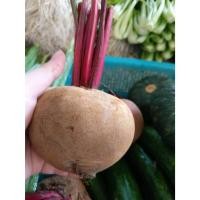 ราคา ต้นพันธุ์ บีทรูท (Beetroot) ถุงดำพร้อมปลูก 29 บาท บีทรูท หรือ ผักกาดฝรั่ง สีแดง บีทรูทเป็นพืชที่ดีต่อสุขภาพผิว ผักเพื่ (26892052964)