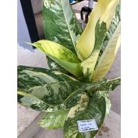 ราคา เศรษฐีวินสันด่านเหลือง (28785031595)