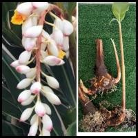 ราคา ขิงไข่มุก1หน่อ(ส่งเป็นต้นอ่อน/ต้นแก่ตัดใบล้างราก/เหง้าอย่างเดียว).แต่งสวนให้ร่มรื่น เหง้า ต้น หน่อขิง ขิงประดับ ขิงไข่มุ (15557549008)