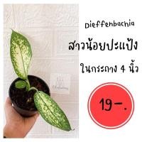 ราคา Dieffenbachia สาวน้อยประแป้ง (9785542393)