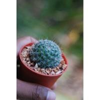 ราคา แมมแม่เฒ่า (Mammillaria) (5285446403)