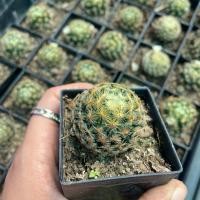 ราคา ต้น แมมขนนกเหลือง กระถาง 2 นิ้ว กระบองเพชร ตะบองเพชร เเคคตัส จิ๋ว (25961790503)