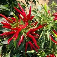 ราคา เมล็ดพันธุ์พริกจินดาแดง ตราเจียไต๋ ประมาณ50เมล็ด BIRD CHILLI เมล็ดพันธุ์พริกจินดาแดง เมล็ดพริก เมล็ดพันธุ์พริก พริกจินดา (24034939989)