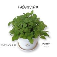 ราคา เลม่อนบาล์ม Lemon balm #สมุนไพรฝรั่ง ต้นแข็งแรง พุ่มแน่น กลิ่นหอม #H15 (4969608725)