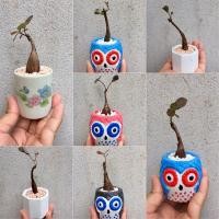 ราคา ต้นมะยมเงินมะยมทอง+กระถาง (3353939673)