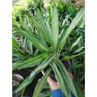 ราคา ต้นเศรษฐีใหม่ ต้นไม้เรียกทรัพย์ ไม้มงคล ไม้พุ่มขนาดเล็ก ไม้ฟองอากาศ ไม้ประดับ (55351153942)