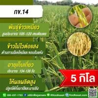 ราคา เมล็ดพันธุ์​ข้าว ข้าวเหนียว กข.14 นาปี นาปรัง ไม่ไวแสง เหนียวนุ่ม 5 กก. คูลเกษตรไรซ์ KR34 (25694844288)