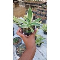 ราคา Agave อากาเว่ ปากนกแก้วเขียวขอบเหลือง (27903546449)