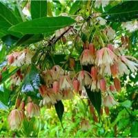 ราคา กระดิ่งนางฟ้า โชคเงินโชคทอง (42168786392)