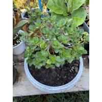 ราคา ต้นช้อนเงินช้อนทอง ต้นไม้มงคล (เพาะเมล็ด)กระถาง 14" (5272161765)