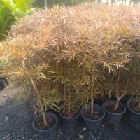 ราคา ต้นหูกระจงแดง กระถาง 10 นิ้ว 80-100 cm (4319207695)