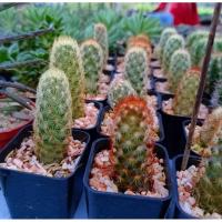 ราคา แมมนิ้วทอง​ แมมนิ้วนาค Mammillaria elongata​ (4051152507)