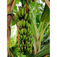 ราคา หน่อกล้วยหักมุกอันดามัน (กล้วยหักมุกอินเดีย) (4297396934)