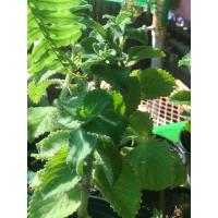 ราคา ต้นหูเสือ เนียมหูเสือ ในกระถาง4 นิ้ว (20889442907)