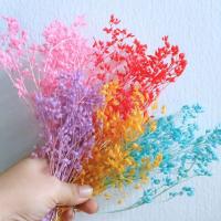 ราคา ดอกโหรพาป่าย้อมสีแบ่งขายใส่ซอง มีหลายโทนสี (42250578289)