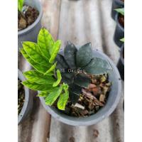 ราคา กวักมรกตใบดำ ไม้หายาก ไม้ฟอกอากาศ (5494488371)