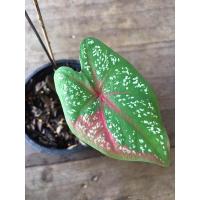 ราคา บอนสี นางไหม ต้นนางไหม (13316898516)