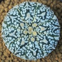 ราคา แอสโตร V super Astro V super กระบองเพชร Cactus (11540430547)