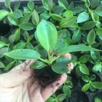 ราคา 10ต้น เศรษฐีรวยทรัพย์ ต้นกล้า 10 ต้น ไม้มงคล ไม้ต้น เสริมบารมี (4420499609)