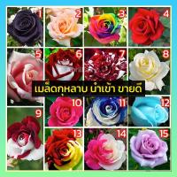 ราคา [25เมล็ด] เมล็ดกุหลาบ เมล็ดพันธุ์ เมล็ด กุหลาบ แดง สีรุ้ง สีฟ้า สีชมพู สีดำ สีม่วง สีขาว ลายเสือ ดอกไม้หายาก นำเข้า (10549960985)