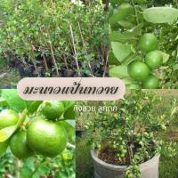 ราคา กิ่งพันธุ์มะนาวหายาก กิ่งพันธุ์มะนาวโคตรดก(แป้นทวาย) (3995263327)