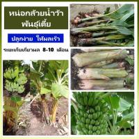 ราคา หน่อกล้วยน้ำว้าพันธุ์เตี้ยต้นกล้วย แท้ ให้ผลผลิตสูง เครือใหญ่ น้ำหนักเครือมากกว่า 30 กิโลกรัม สินค้าพร้อมส่ง (13851798225)