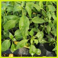 ราคา ต้นกล้าพริกจินดา/พริกยอดสน/ผักชี/ มะเขือเทศสีดา/ต้นกล้าถั่วพลู ต้นสูงประมาณ 15-17.ซม. (8214155709)