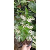 ราคา ต้นข่อยด่าง ขนาด 6" ด่างขาว (15591979486)