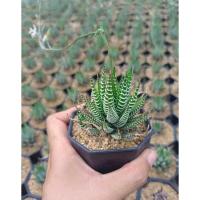 ราคา กระบองเพชรม้าลาย The Zebra Plant แคคตัสม้าลาย ขนาด 3 นิ้ว (22803194690)