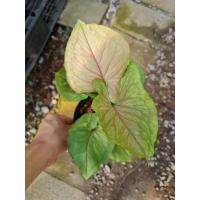 ราคา ต้นออมเงิน ออมทอง (16820107526)