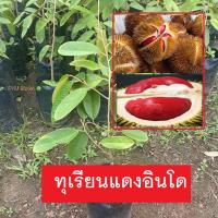 ราคา ต้นทุเรียน พันธุ์แดงอินโด (เสียบยอด) ต้นทุเรียนแดงอินโด เนื้อสีแดง รสชาติหวาน (ส่งใหม่ฟรี หากสินค้าเสียหาย) (7997276443)