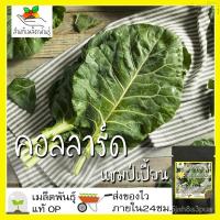 ราคา เมล็ดพันธุ์ คอลลาร์ด แชมป์เปี้ยน (ปูเล่ฝรั่ง) 300 เมล็ด Champion Collard seed เมล็ดพันธุ์แท้ นำเข้าจากต่างประเทศ ปลูกผัก (21825030562)