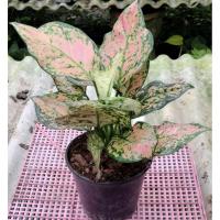 ราคา ต้นอัญมณีสีชมพู (ต้นไม้มงคล, ไม้ใบตระกูลอโกลนีมา) (55550046266)