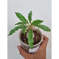 ราคา มะพร้าวทะเลทราย#ต้นไม้ตกแต่งสวน (10949002605)