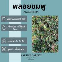 ราคา ต้นพลอยชมพู แสงเพชรแสงพลอยE00014 ออโรร่าชมพู อโกลนีมานพลอยชมพู แสงเพชรแสงพลอย ออโรร่าชมพู ไม้มงคล (27558649466)