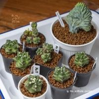 ราคา ยิมโนคาไลเซียมแคคตัสมอนสเตอร์ ( Gymnocalycium Cactus Monster) (13173461889)