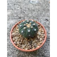 ราคา แอสโตร #แคคตัส #ยิมโน (17131647669)