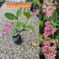 ราคา ต้นไข่มุกอันดามันไม้ประดับพร้อมส่งจ้า (55700299345)