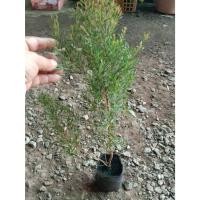 ราคา ต้นพันธุ์ สนหอม ต้นสนหอมไล่ยุง ในถุงดำพร้อมปลูก 29 บาท สนหอม ไล่ยุง สนไล่ยุง ไม้มงคลที่ช่วยเสริมฮวงจุ้ยและพลังชีวิต (42759014552)