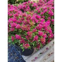 ราคา ต้นเฟื่องฟ้าแคระ เฟื่องฟ้าสาวิตรี ดอกสีชมพูบานเย็น ในกระถาง10นิ้ว (17520808313)