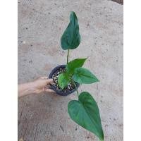 ราคา ต้นนางกวักด่าง กวักใบโพธิ์ด่างเหลือง Alocasia cucullata variegated (17730492183)