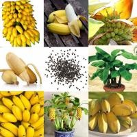 ราคา 50 เมล็ด เมล็ดพันธุ์ต้นกล้วยแคระ ต้นกล้วย กล้วยหอมกล้วยจิ๋ว ต้นไม้ประดับ ต้นไม้มงคล (10525468583)