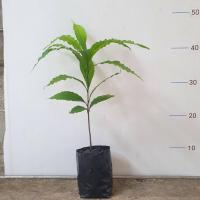 ราคา ต้น Abiu เอบิว หรือ อะบิว เพาะเมล็ด ผลทานได้ หวาน หอมอร่อย (9687832984)