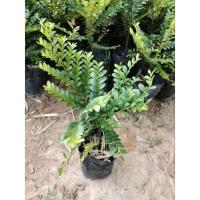 ราคา ต้นล่ำซำ/ต้นสั่งทำ/หูหนู (22509440709)