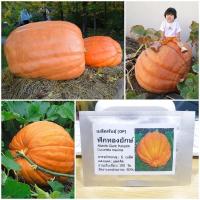 ราคา เมล็ดพันธุ์ฟักทองยักษ์ พันธุ์แอตแลนติก - Atlantic Giant Pumpkin (168321234)