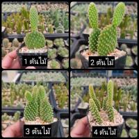 ราคา กระบองเพชร แคคตัส (Cactus) หูกระต่าย (Opuntia Microdasys / Yellow bunny ear) (5400110125)