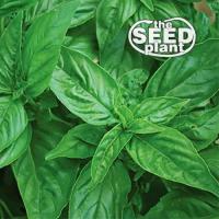 ราคา เมล็ด Genova Basil Seeds-สินค้า250จัดส่งในวันเดียวกัน มะระ (22639280614)