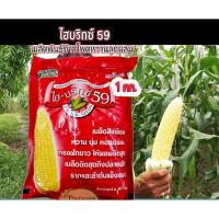 ราคา ไฮบริกซ์ 59 เมล็ดข้าวโพดหวาน พันธุ์ ข้าวโพดหวานลูกผสม F1 ตราแปซิฟิค หวาน ทนโรค บรรจุ 1 กิโลกรัม และแบ่งขาย (43672852326)