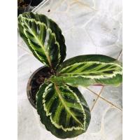 ราคา คล้านกยูงเขียว ส่งพร้อมกระถางขนาด 6 นิ้ว (11531246835)